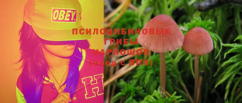 Псилоцибиновые грибы MAGIC MUSHROOMS  сайты даркнета клад  Котельниково 